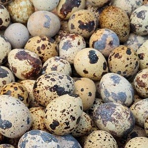 কোয়েল পাখির ডিম ৪টি