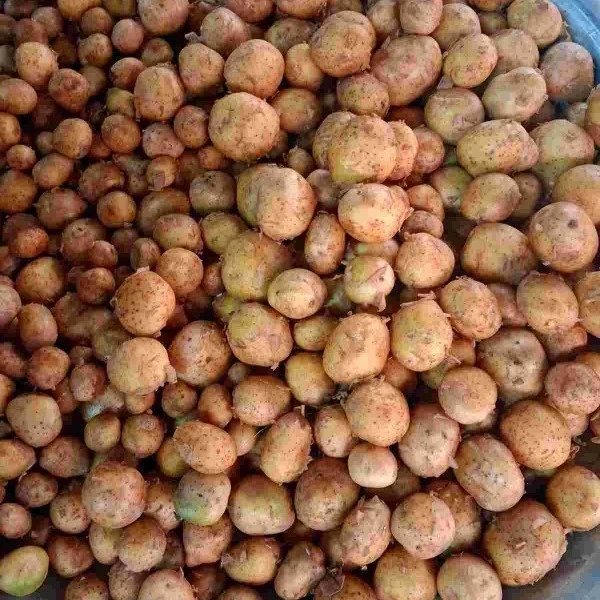 নতুন আলু  250gm