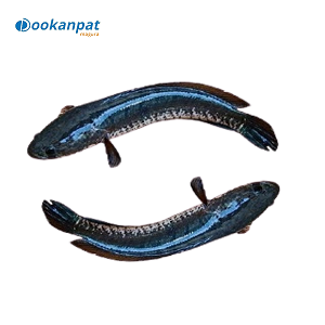 ষোল মাছ 1kg