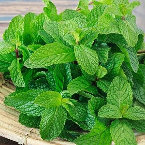 পুদিনা পাতা 100 gm