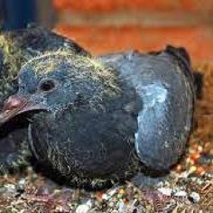 কবুতরের বাচ্চা 1pice