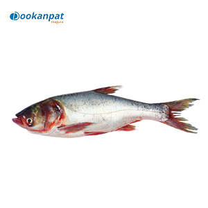 SILVER CARP (সিলভার কার্প) 1.5kg (200 tk kg)